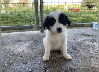Ziggy – bereit für sein erstes richtiges Zuhause