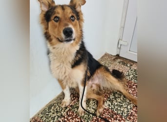 Charlie ein familiengeeigneter Hund