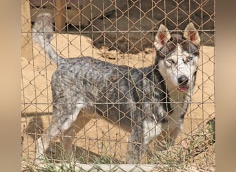 Husky Andy ist ein treuer Begleiter