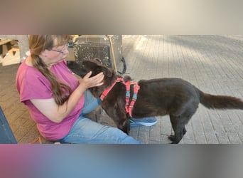Raven - lieber Anfängerhund in Deutschland