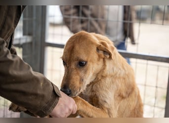 Oskar – Ein sanfter Griffon-Mix