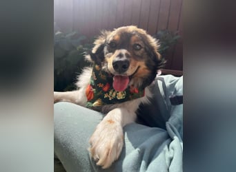 Aiko SR – entspannter Kuschelbär sucht liebevolles Zuhause