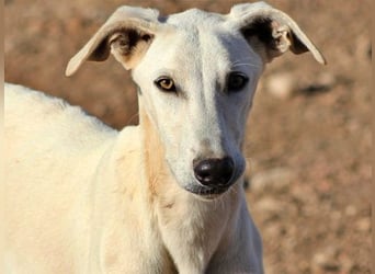Farolillo, mit seiner Schwester schon zu lange im Tierheim