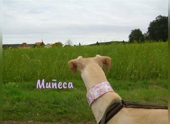 Muñeca 01/2019 (in Deutschland) - ausgeglichene und liebevolle, ganz besondere Galga!