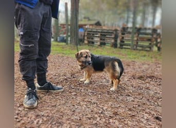 Albert, ca. 4 Jahre jung, 43 cm, wartet so sehr auf seine Chance glücklich zu werden