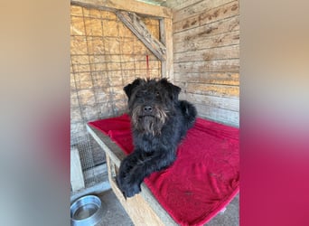 Oskar, Schnauzer-Mix, Rüde, geb. am 15.04.2021, 53 cm, 15 kg
