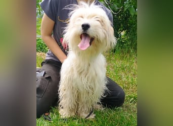 Athena 2, Tibet Terrier Mischling