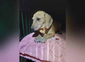 Cookie