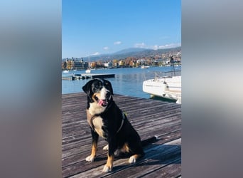Kerngesunder Appenzeller namens Paul, sehr Gesund und fit