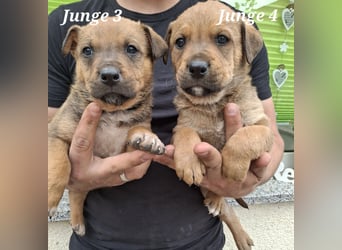 Sieben Welpen suchen ab Mitte Juni, ihr für immer Zuhause!