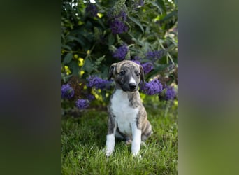 Whippet Welpen