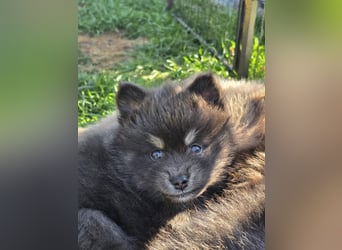 Zauberhafte Pomsky Welpen suchen ihr neues Zuhause! (ab 22.05.2025)