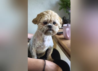 Shih Tzu Fan`s aufgepasst: der katzenverträgliche LEO wartet in Kamp-Lintfort auf DICH!  MIT VIDEO!