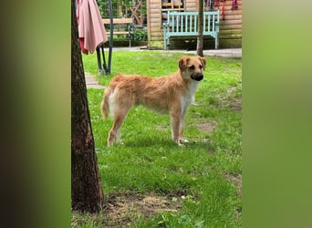 ♥PEPITO♥ neu auf Pflegestelle bei Köln - niedlicher, verspielter, fröhlicher Jungspund 46cm