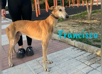 Francisco 09/2023 (ESP) - freundlicher und ausgeglichener, junger Galgo Rüde!