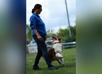 BRR Fire of Passion Aladdin DNA VP,- Dark Red Australian Shepherd Deckrüde, BH -VT, RO3, ROIC, Agi