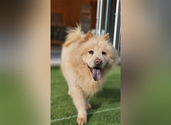 Chichi ,Chow-chow Hündin 5 Jahre,ruhiges ,entspanntes Mädchen,sucht dringend neues Zuhause