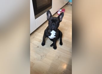2 Französische Bulldogge