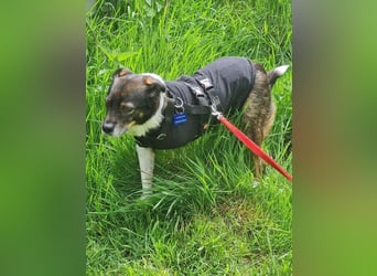 ♥KARLO♥ auf Pflegestelle bei Köln - süßer, verschmuster, dankbarer dreibeiniger Schatz 46 cm