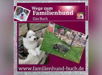 Welpe, Hund, Mischling, Rasse - Erziehung zum Familienhund - einfach gemacht