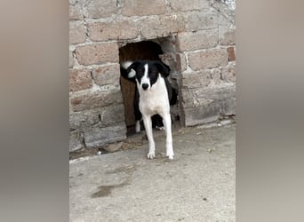 YAELA, Hündin, 1,5 Jahre, 38 cm, Mischling, Tierschutz