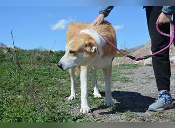 Churi, liebevolle, verschmuste grosse feine Lady
