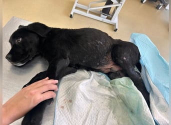 Baghira - Rollihund sucht Zuhause