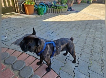 Zuhause gesucht für unsere Mory – kleine Bulldoggen-Prinzessin mit großem Herz