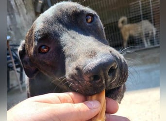 Freundlicher Staff-Mix ♥Dante♥ Vermittlung CH+AT+B+NL