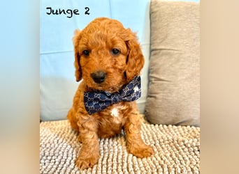Cockerpoo / Cockapoo Welpen