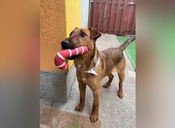 Ernie, verspielter und sehr lieber Irish Terrier-Mix, geb. 08/2024