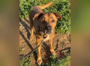 Markus (Spanien) - sucht dringend liebevolles Zuhause