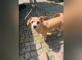Lala sucht ein ruhiges Zuhause