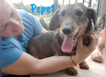 Pepe1 08/2017 (ESP) - verspielter und lebenslustiger Rauhaardackel!