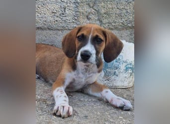 Bracken-Mix ♥Sky♥ lieb + abenteuerlustig