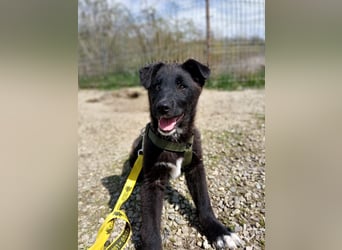 Fröhlicher Welpenjunge Buddy