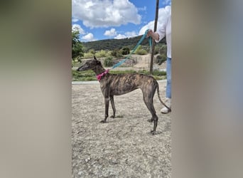 Guapina, eine zauberhafte Langnase