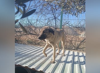 Beka großer Kangal Mischling Hündin sucht Zuhause für immer