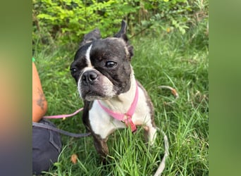 Venus - Klein, klug, kuschelig: Boston Terrier Lady auf der Suche nach Liebe ❤️