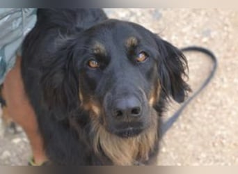 Bella, eine treue Gefährtin mit freundlichem Wesen