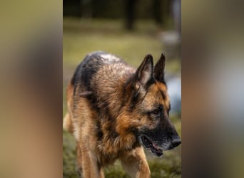 Tina: Traumhund sucht Traumzuhause