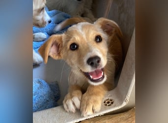 Tasha, geb. ca. 03/2025, lebt in GRIECHENLAND, im städt. Tierheim Serres