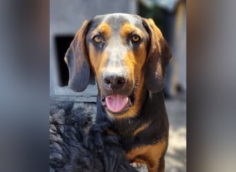 Levi ❤️ Bracke-Mix, verspielt+ aufgeschlossen