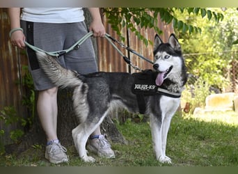 Maja SI – Liebevolle Husky-Dame sucht sportliches Zuhause