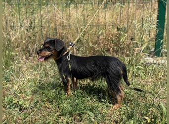 Lili. geboren 01.11.2024, 25cm sucht ihr Körbchen