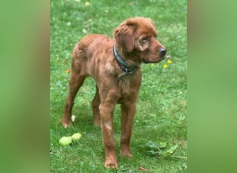 Chow-Chow-Retriever-Mix FELIX ❤️wartet in 53940 Hellenthal