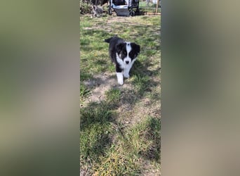 Australian Shepherd Welpen tricolor – Abgabe ab dem 28.05.2025
