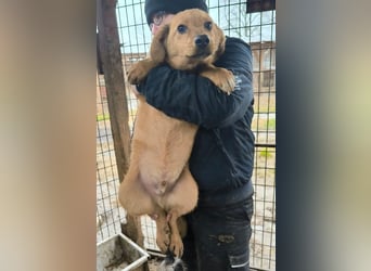 ♥FLOPPI♥ niedlicher kleiner, verspielter Bub - wird mittelgroß