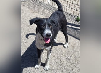 Wunderbare ♥♥ Wilma ♥♥ wartet bereits in 04157 Leipzig auf ihre Für-Immer-Menschen