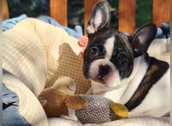 Vergnügte Frops Kinder  (Französische Bulldogge + Mops )